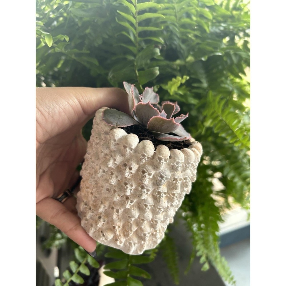 Skull Concrete Planter – Handmade Cement Succulent Pot, Handmade In Texas - Picture 11 of 11